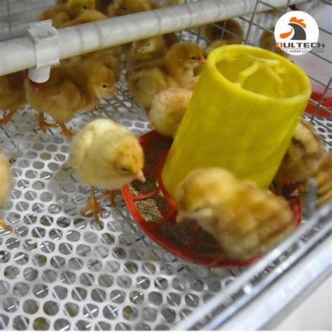 Image result for Battery Brooder