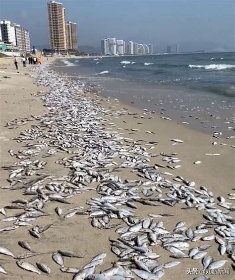 惊心动魄！广东某景区的沙滩上出现了大面积的死鱼。 - bob手机版官网-bob手机版官方网站首页