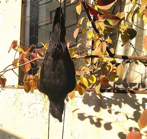 LIUYICRAFT 17 inch Lifesize Black Feathered Crow Realistic Dead India ...