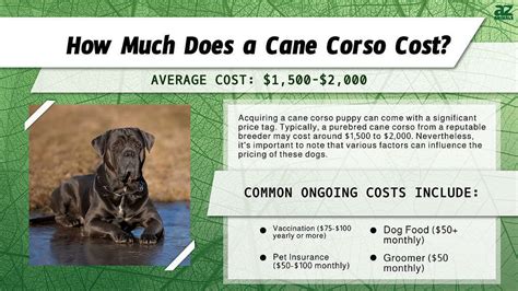 Cane Corso Cost 的图像结果