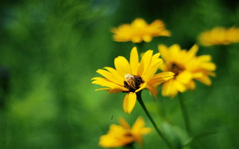 Yellow Summer Flowers - Wallpaper, High Definition, High Quality ...