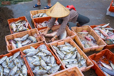 男子挑战800块在码头买海鲜，各种鱼虾挑花眼，刚捕上来超新鲜！