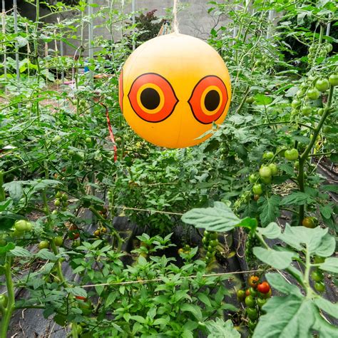 How to Stop Birds From Eating Tomatoes - Brooklyn Farm Girl