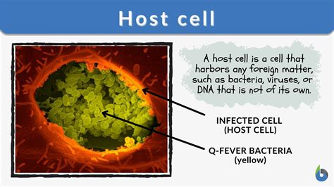 Host cell - Definition and Examples - Biology Online Dictionary
