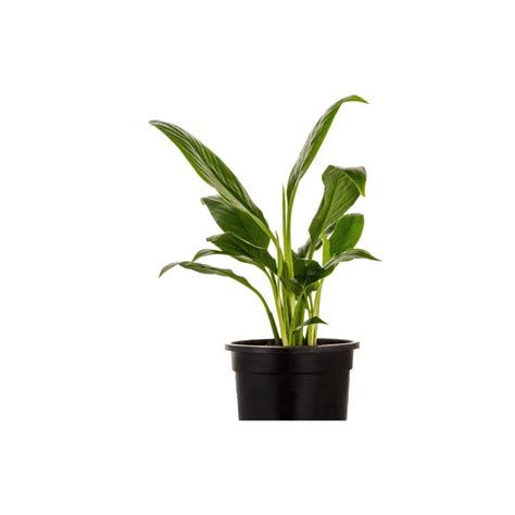 Peace Lily Small: 4" Peace Lily Indoor Plant with Special Soil Mixture ...