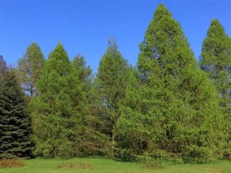 Image result for Cherry Tree Root System