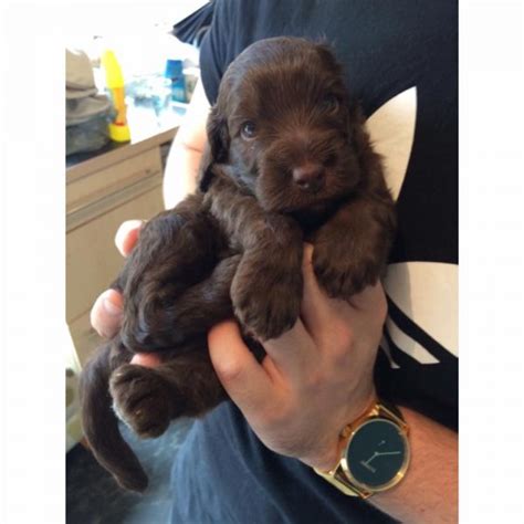 Image result for Toy Cockapoo Adult