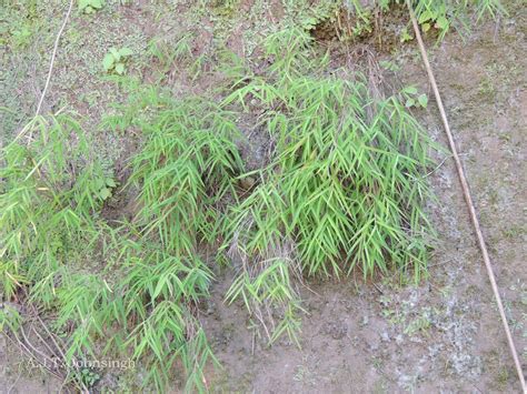 India Flora Online