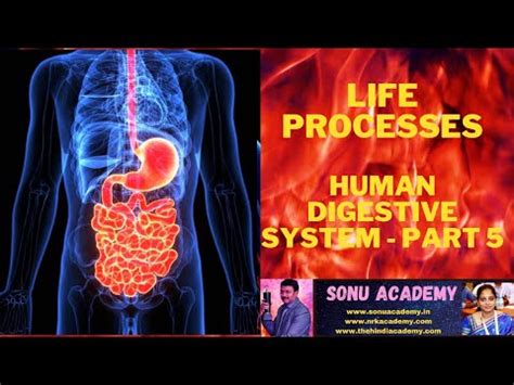 SONU ACADEMY: HUMAN DIGESTIVE SYSTEM-PART-5-TEXT