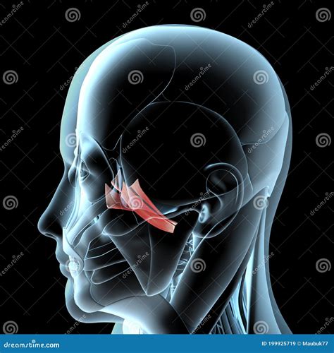 Medial Pterygoid Muscle Cadaver