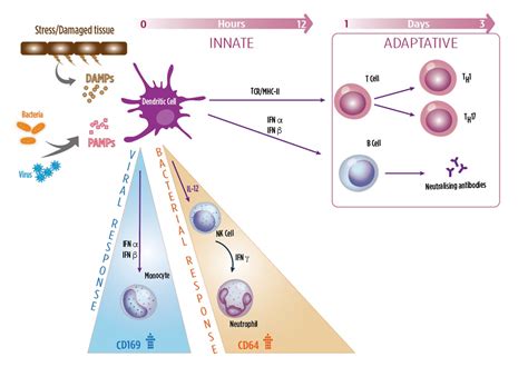 Image result for Two Types of Adaptive Immunity