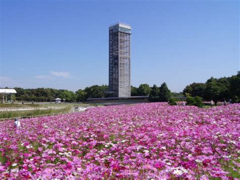 Hamanako Garden Park (Hamamatsu) - 2020 What to Know Before You Go ...