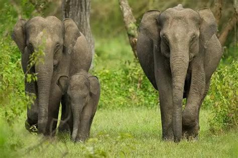 Three-day elephant population estimation exercise in Karnataka to begin ...