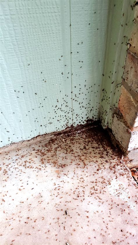 Severe Ant Infestations | Bullseye Pest Management