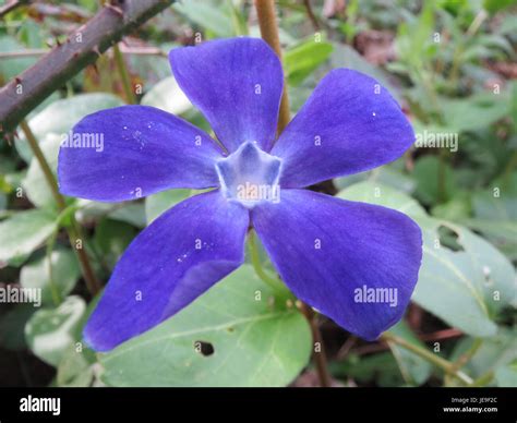 Vinca major, also known as greater periwinkle, is an evergreen ground cover plant with glossy ...