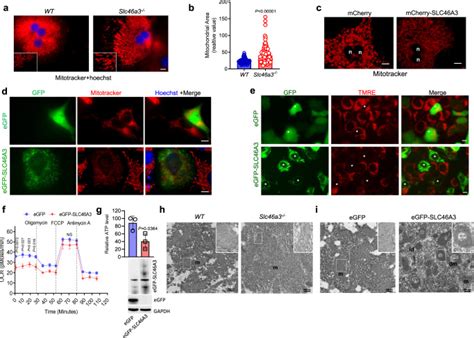 Slc46 Structure 的图像结果