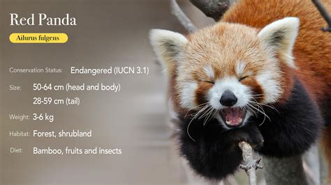 Fact: Firefox is not a Fox, it's a Chinese Red Panda. Mozilla adopted ...