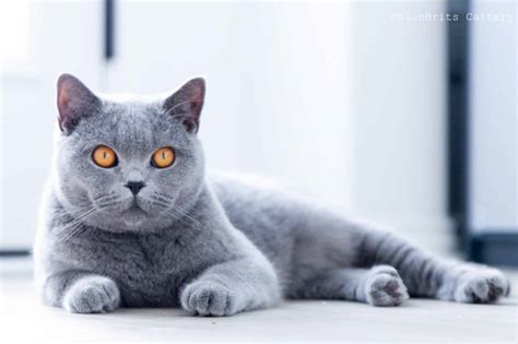 British Blue Cat Characteristics – The Complete Know It All