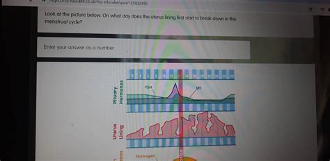 Solved: Look at the picture below. On what day does the uterus lining ...