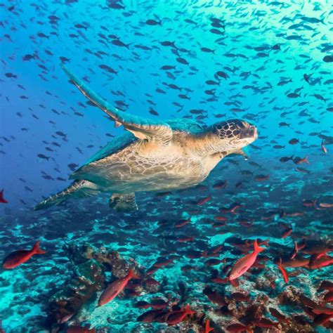 GALAPAGOS SANTA CRUZ - EcuaPlatinium Agencia de viajes