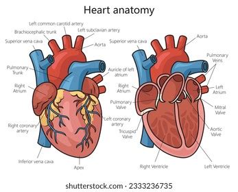 Heart Structure Tutorial 的图像结果