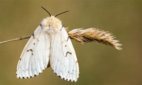 Image result for Gypsy Moth