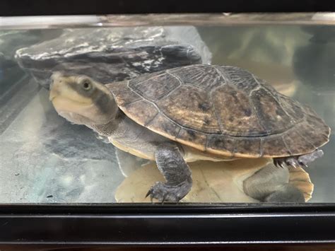 Could someone tell me what breed it is ? I thought it was red bellied ...