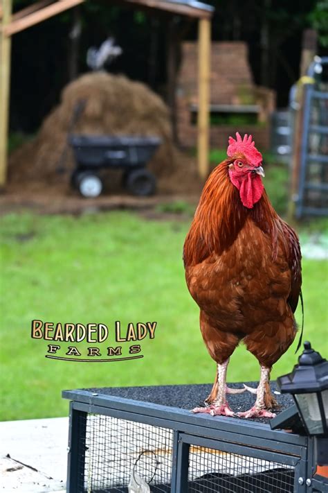 Baby Chicks - Rhode Island Red - Bearded Lady Farms