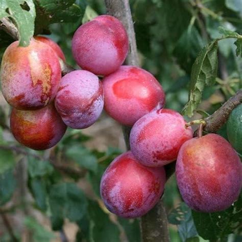 GooGreen Aloo Bukhara Plum Tree Alpakoda Pazham Alu Bokhra Alu Pukara ...