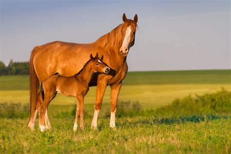 Top Guide to Horse Nutrition: Top Essential Supplements
