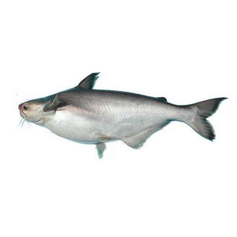 கெளுத்தி மீன் (BASA) சாப்பிட்டால் இவ்வளவு நன்மைகளா? - நலமோடு நாம் வாழ ...