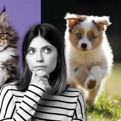 Why Are Dogs Better Than Cats Speech