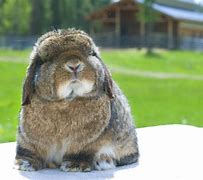Image result for Arba Holland Lop Winners