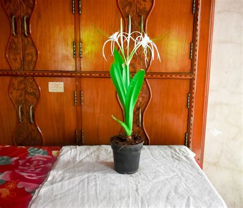 Spider Lily Plant | DadajiFarm