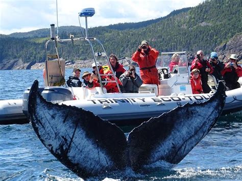 TRINITY ECO-TOURS AND LODGE (Newfoundland) - Guesthouse Reviews ...