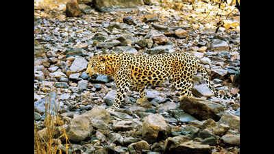 Pilot project on leopard-human conflict mitigation starts in Pauri and ...