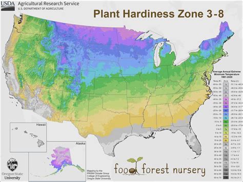 Currant & Gooseberry Growing Guide - Food Forest Nursery
