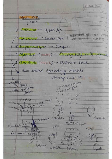 Image result for Cockroach Class 12