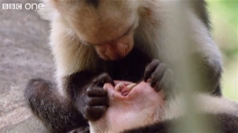 Image result for Talking Animals Compilation