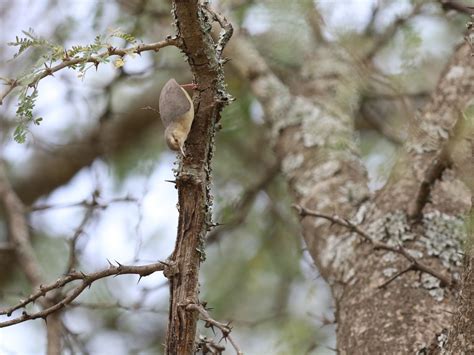 Cape Crombec - eBird