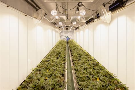 Grow room vinyl panels promote the ideal growing environment