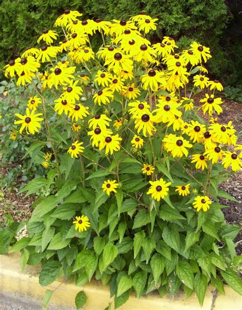 KHS: Plant Library: Rudbeckia - Black Eyed Susan