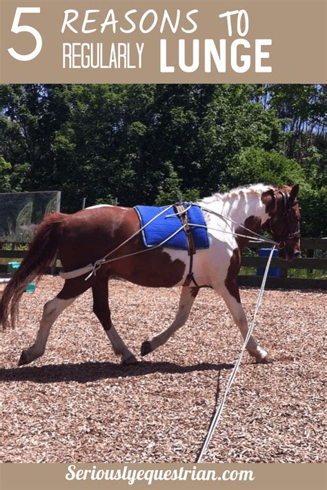 5 reasons to regularly lunge your horse - Seriously Equestrian
