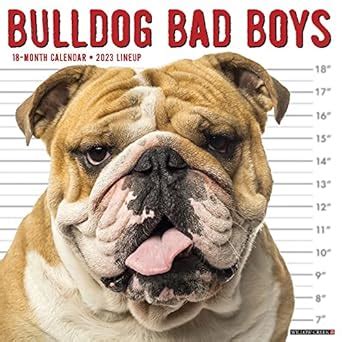 Buy Bulldog Bad Boys 2023 Wall Calendar Book Online at Low Prices in ...