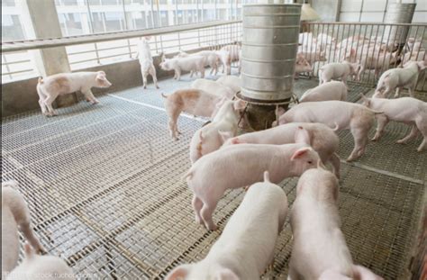 西华尼申:一个月审核土地转换 霹加速现代化养猪场