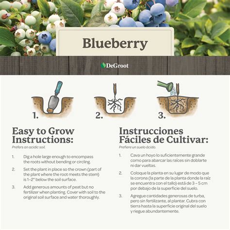 Blueberry Plant Spacing Can Blueberry Grow In Hot Climate? Discover