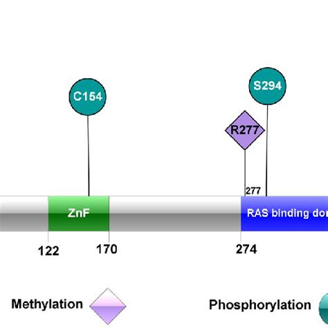 Image result for Methylation Reaction in Post Translational Modification