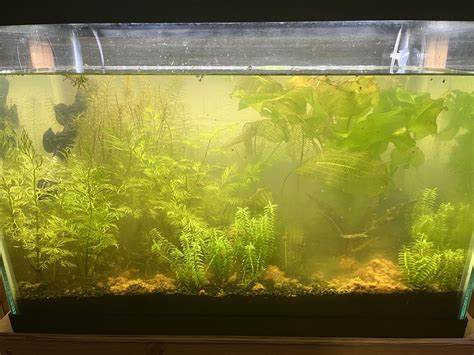 happy thanksgiving, my roommates drunk friend defecated in my fishtank ...