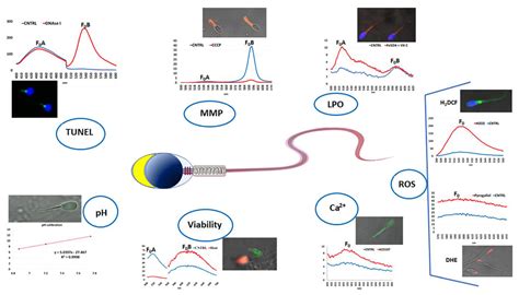 Electrophysiology and Fluorescence Spectroscopy Approaches for ...