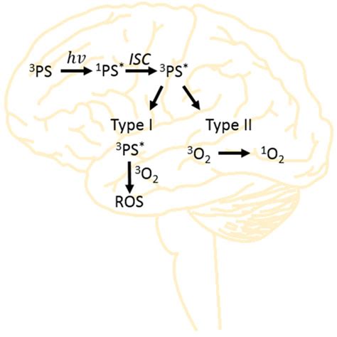 Photosensitizers for Photodynamic Therapy of Brain Cancers—A Review